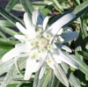Picture of Leontopodium alpinum 'Mont Blanc'
