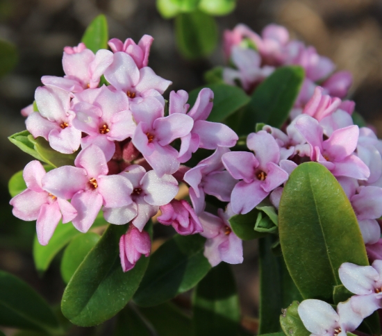 Picture of Daphne x 'Rosy Wave'