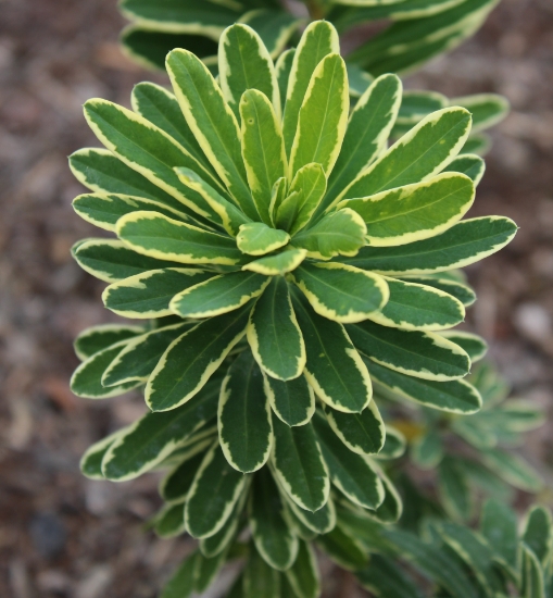 Picture of Daphne x burkwoodii 'Silver Edge'