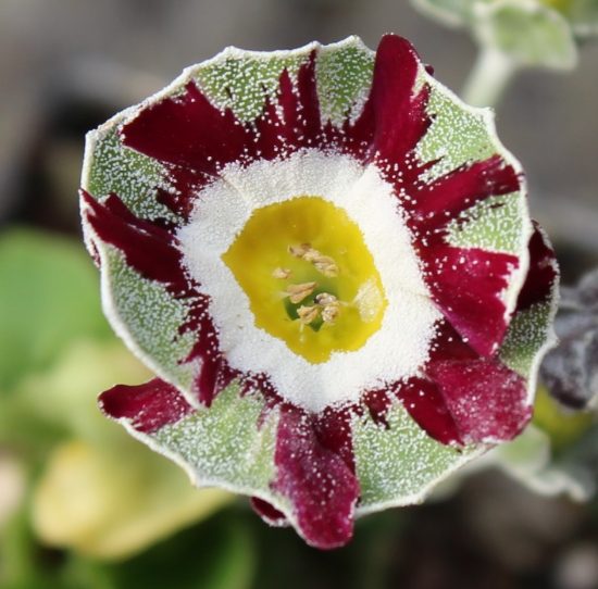 Picture of Primula auricula 'Tasket'