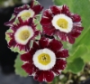 Picture of Primula auricula 'Tasket'