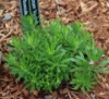 Picture of Daphne cneorum f. verlotii x arbuscula