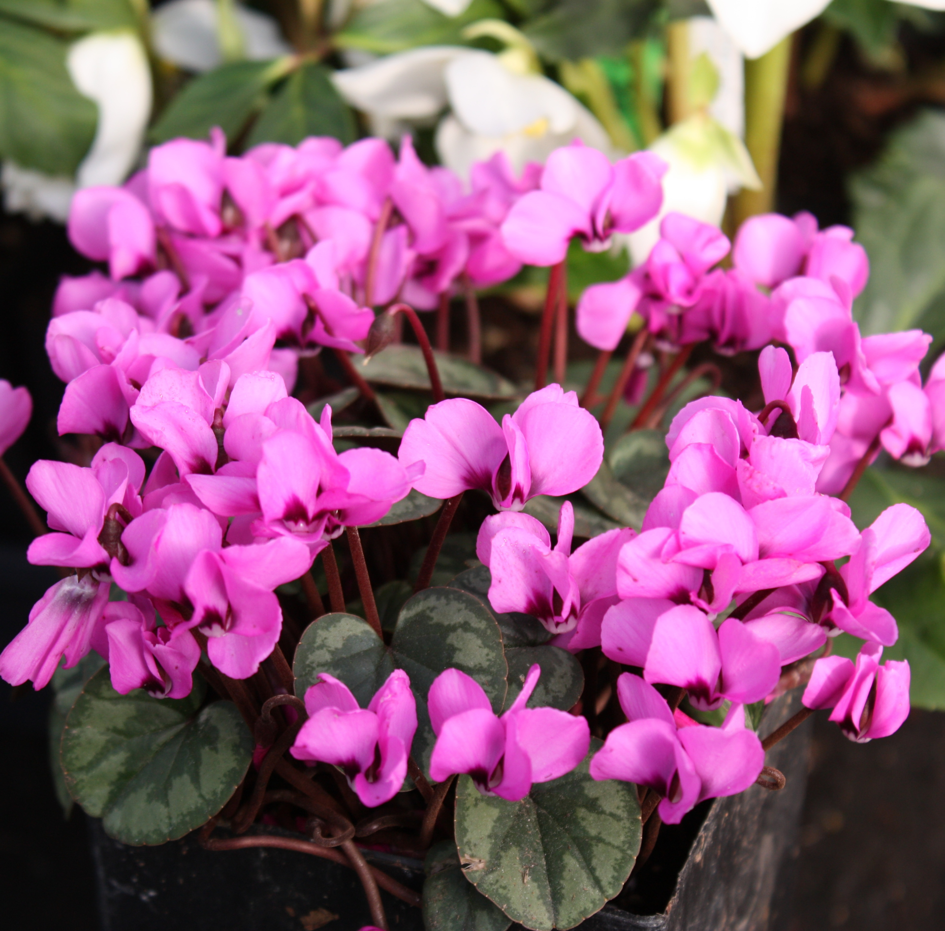 Cyclamen HEDERIFOLIUM Hardy Cyclamen with Decorative Leaves and Pink Flowers in Autumn and Spring Pot of 3 First Year SEEDLINGS.