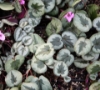 Picture of Cyclamen coum Marbled Leaf