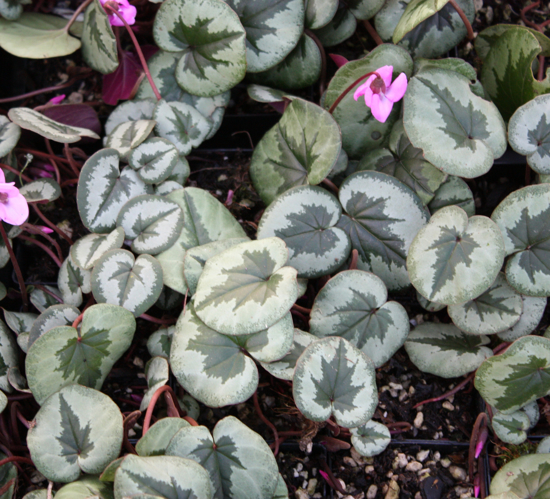 Edelweiss Perennials. Cyclamen coum Marbled Leaf