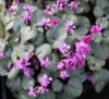 Picture of Cyclamen coum All Pewter Group