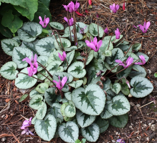 Picture of Cyclamen purpurascens "Christmas Tree"