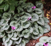 Picture of Cyclamen purpurascens "Christmas Tree"
