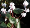 Picture of Cyclamen coum f. album Green Leaf