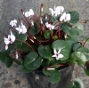 Picture of Cyclamen coum f. album Green Leaf