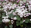 Picture of Cyclamen coum f. album Green Leaf