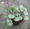 Picture of Cyclamen coum Pewter Group