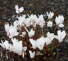 Picture of Cyclamen hederifolium 'Album' Silver Leaf