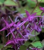 Picture of Epimedium grandiflorum 'Purple Prince'