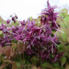Picture of Epimedium grandiflorum 'Purple Prince'