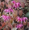 Picture of Epimedium grandiflorum 'Yubae' [Rose Queen]