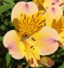 Picture of Alstroemeria 'Yellow Friendship'