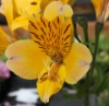 Picture of Alstroemeria 'Yellow Friendship'