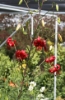 Picture of Lilium davidii 'Berry Red' BR med-lg.