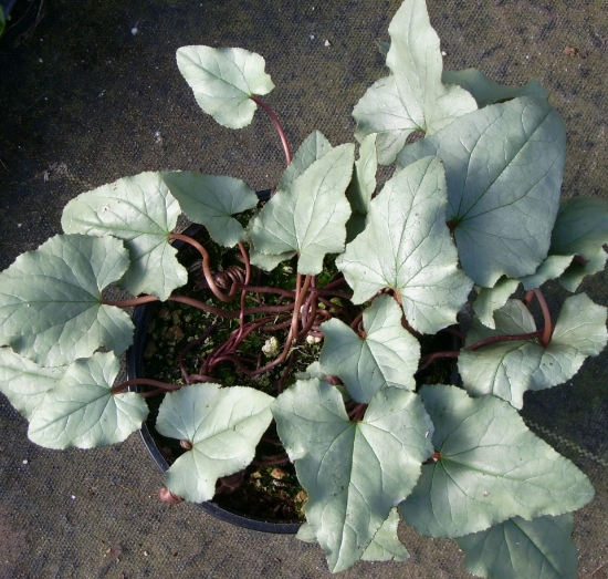 Picture of Cyclamen hederifolium Silver Leafed Group
