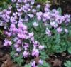 Picture of Cyclamen hederifolium Mostly Silver Leafed