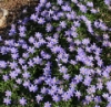 Picture of Anemone nemorosa 'Royal Blue'