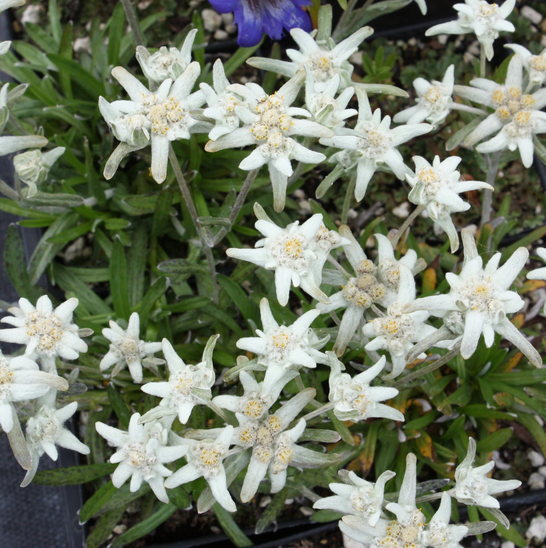 Edelweiss Perennials. Another Asian species found in the Pamir Mts