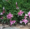 Picture of Daphne arbuscula x cneorum f. verlotii