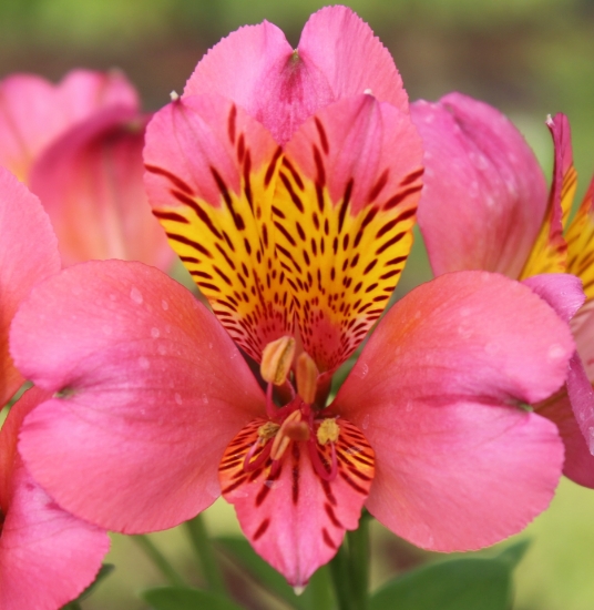 Picture of Alstroemeria 'Candy'
