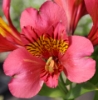 Picture of Alstroemeria 'Candy'