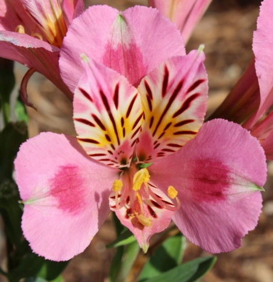 Picture of Alstroemeria 'Little Miss Lucy'
