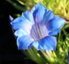 Picture of Gentiana 'Blue King'