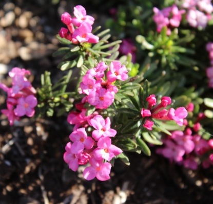 Edelweiss Perennials. Specialties