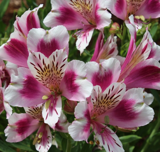 Edelweiss Perennials. Alstroemeria 'Joyous'