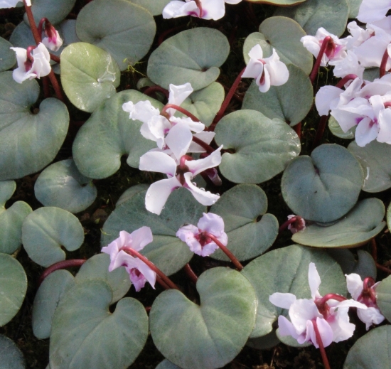 Picture of Cyclamen coum All Pewter White