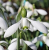 Picture of Galanthus 'S. Arnott' BR