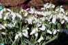 Picture of Galanthus 'S. Arnott' BR