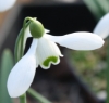 Picture of Galanthus 'S. Arnott' 