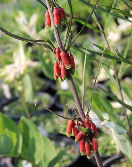 Edelweiss Perennials. Polygonatum kingianum