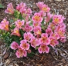 Picture of Alstroemeria 'Little Miss Lucy'