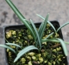 Picture of Galanthus reginae-olgae