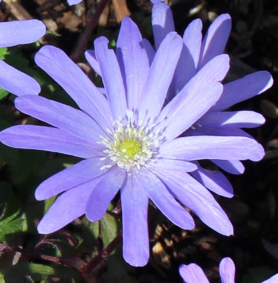 Picture of Anemone apennina blue