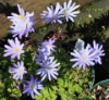 Picture of Anemone apennina blue