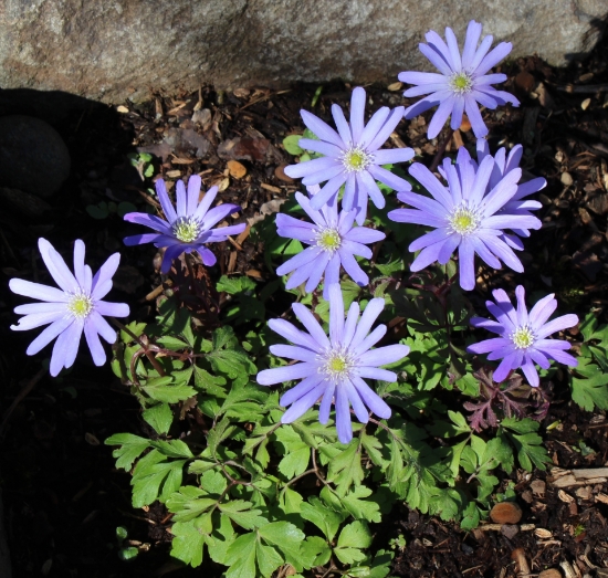 Edelweiss Perennials. Anemone apennina blue