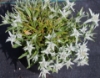 Picture of Leontopodium alpinum 'Peter'