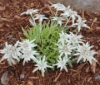Picture of Leontopodium alpinum 'Peter'