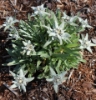 Picture of Leontopodium alpinum EP 10-2-15