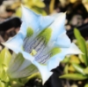 Picture of Gentiana acaulis Hybrid 'Lichtblau'