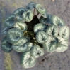 Picture of Cyclamen coum ssp. caucasicum