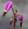 Picture of Dodecatheon hendersonii